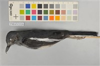 藏品(鵲鴝)的圖片